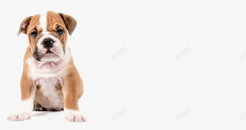 可爱的小狗png免抠素材_新图网 https://ixintu.com 动物 动物图片 可爱动物 可爱的小狗 小狗 犬类动物 白狗狗 花狗 陆地动物