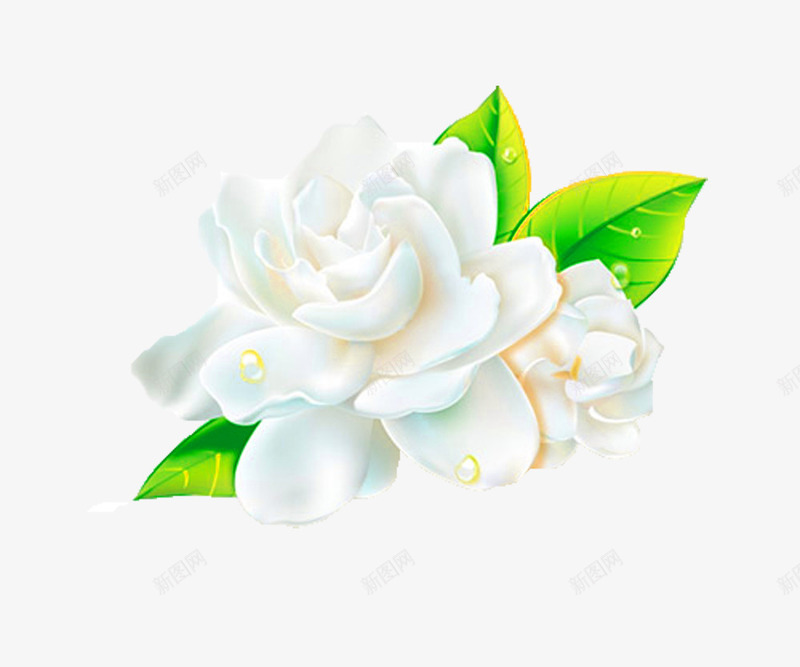 清新茉莉花png免抠素材_新图网 https://ixintu.com 植物 白色花 花卉 花朵 茉莉花