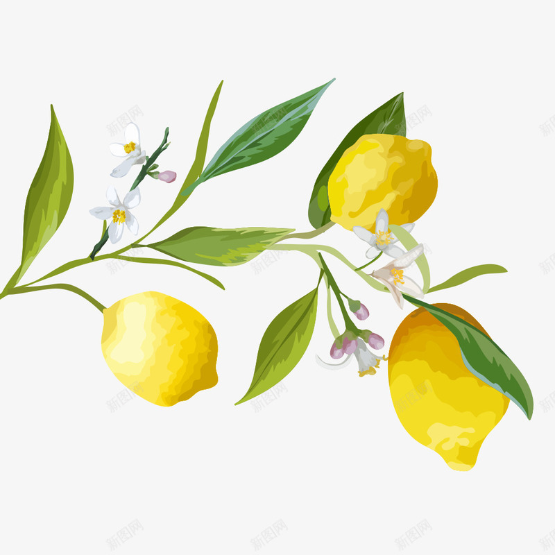 绿叶上的柠檬png免抠素材_新图网 https://ixintu.com png图形 png装饰 手绘 柠檬 植物 绿叶 装饰