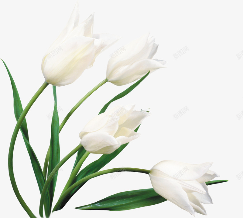 白色唯美纯洁花朵壁纸png免抠素材_新图网 https://ixintu.com 壁纸 白色 纯洁 花朵