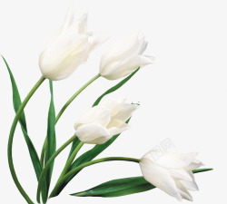 白色唯美纯洁花朵壁纸素材