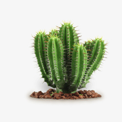 植物仙人掌素材