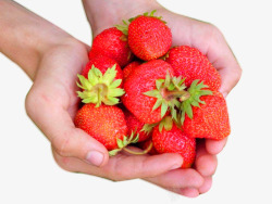 摘草莓图片手里的草莓采摘图标高清图片