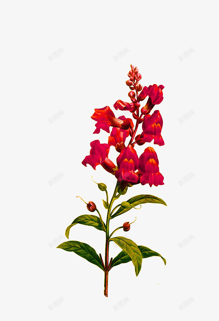 一串红花png免抠素材_新图网 https://ixintu.com png图形 png装饰 手绘 红花 花朵 装饰