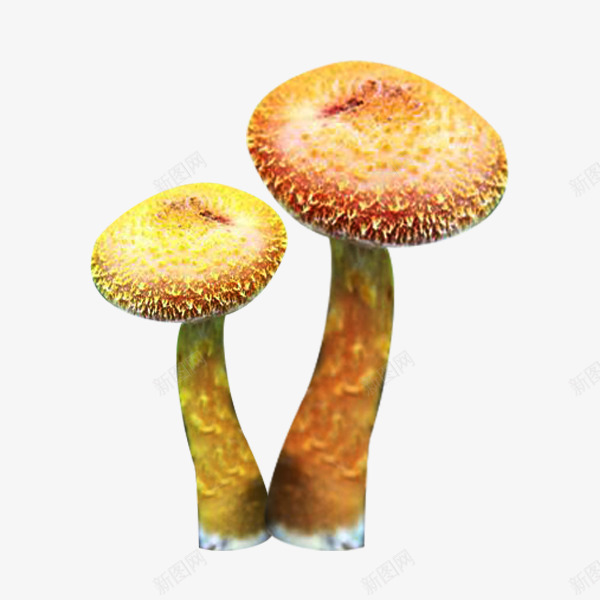 两个榛蘑psd免抠素材_新图网 https://ixintu.com 两个 榛蘑 蘑菇 食物 食用菌