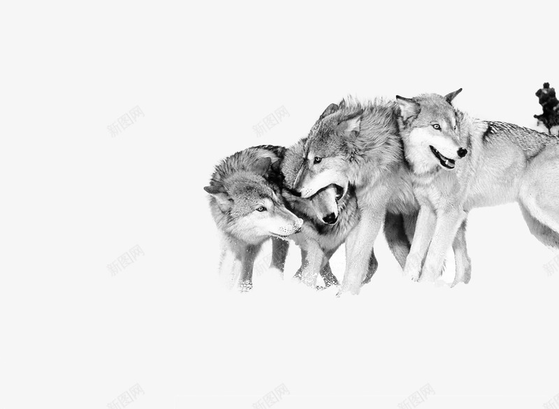 玩闹的狼群png免抠素材_新图网 https://ixintu.com png图形 png装饰 动物 灰色 狼群 装饰