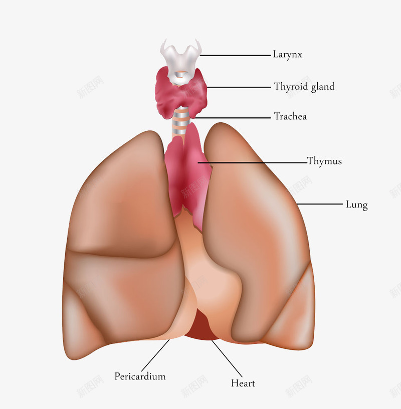 人体肺与气管png免抠素材_新图网 https://ixintu.com 人体肺与气管素材人体肺与气管模板下载肺气管医学医疗科学