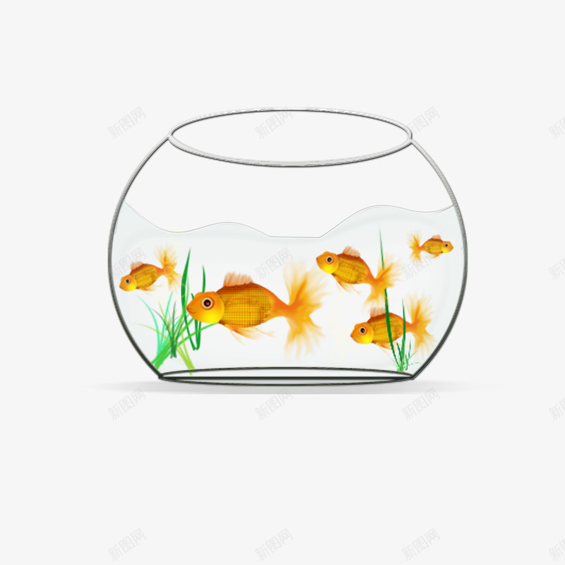 金鱼缸玻璃png免抠素材_新图网 https://ixintu.com 大气 干净 植物 水 玻璃 美观 金鱼 金鱼缸