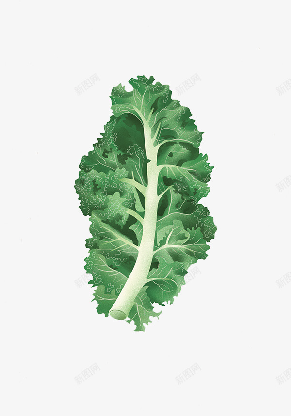 绿色的生菜叶子图png免抠素材_新图网 https://ixintu.com 创意设计 卡片封面 手绘插画