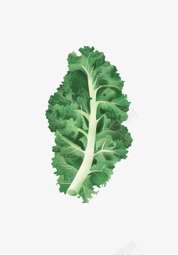 绿色的生菜叶子图素材