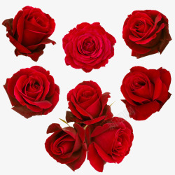 玫瑰花特写唯美浪漫玫瑰花高清图片