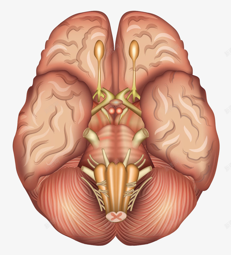 人体大脑模型png免抠素材_新图网 https://ixintu.com 人体大脑模型素材人体大脑模型模板下载大脑模型脑干医学医疗