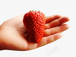 手掌心中的草莓手摘草莓采摘图标高清图片