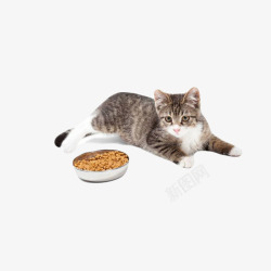 趴着的猫咪素材