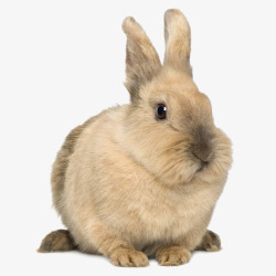 呆萌的垂耳兔可爱棕色呆萌兔高清图片