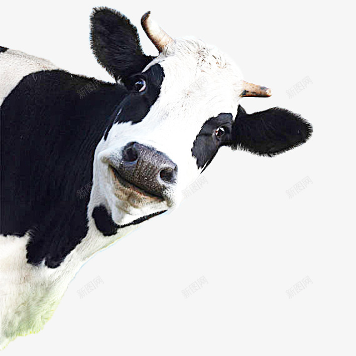 一头奶牛png免抠素材_新图网 https://ixintu.com PNG图形 PNG装饰 动物 奶牛 装饰