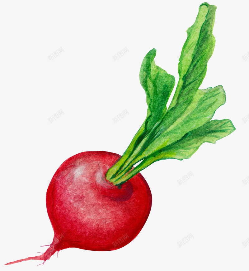红色萝卜png免抠素材_新图网 https://ixintu.com PNG图形 PNG装饰 手绘 红色 绿叶 萝卜 蔬菜 装饰