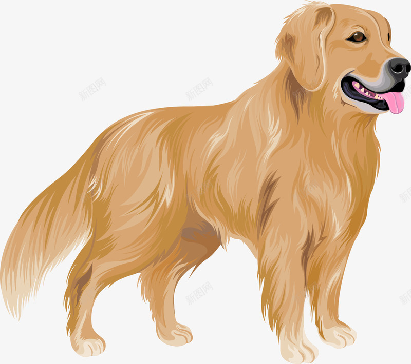 一只拉布拉多犬png免抠素材_新图网 https://ixintu.com PNG图形 PNG装饰 动物 宠物 小狗 拉布拉多犬 装饰