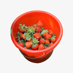 一桶草莓草莓采摘一桶图标高清图片