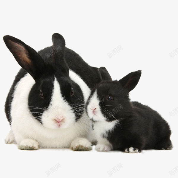 呆萌兔子图形png免抠素材_新图网 https://ixintu.com 兔子 呆萌 小兔子 摄影 文艺 生物世界 白色 素材 素材免抠 野生动物