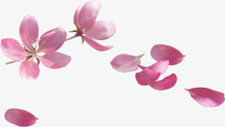 木槿花免抠素材唯美花瓣花木槿花高清图片
