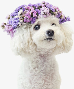 小狗头上的花朵素材