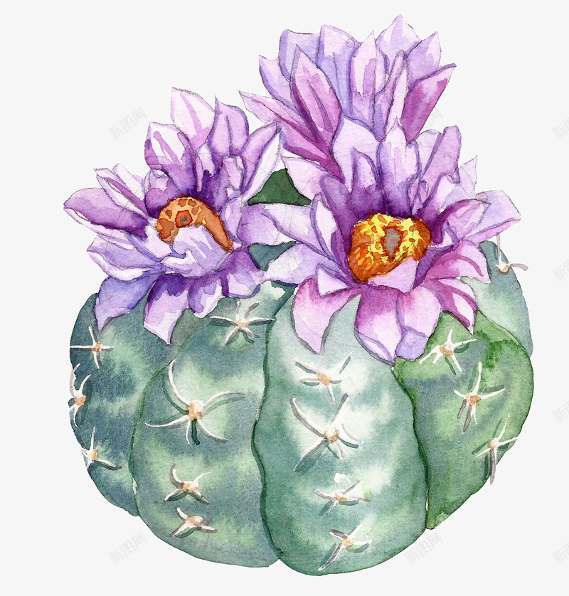 仙人掌上的紫色花朵png免抠素材_新图网 https://ixintu.com png图形 仙人掌 花卉 花朵 装饰