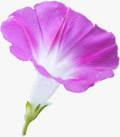 紫色唯美喇叭花素材