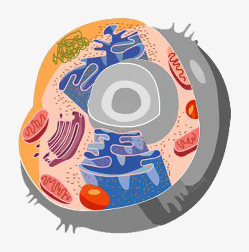 简约生物医学细胞图形png免抠素材_新图网 https://ixintu.com 健康 医学细胞 图形 横剖图 研究 细胞 结构