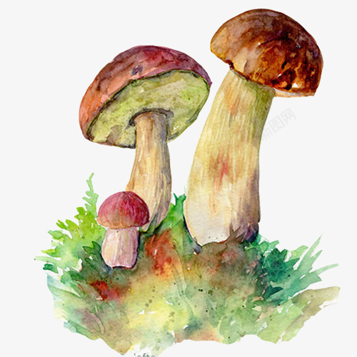 蘑菇色彩画片png免抠素材_新图网 https://ixintu.com 多彩斑斓 色彩画 菌类 蘑菇 野山菇 食物