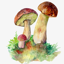 蘑菇色彩画片素材