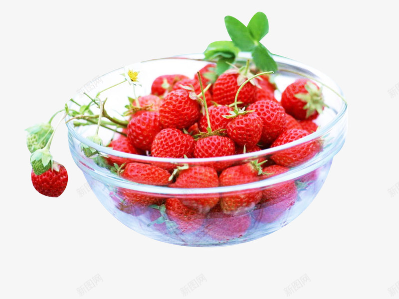 一碗现摘草莓采摘png免抠素材_新图网 https://ixintu.com 一碗 植物 水果 现摘 草莓采摘 食物