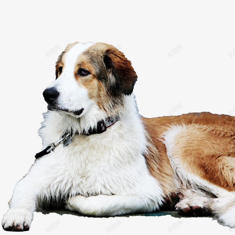 一只善良的狗png免抠素材_新图网 https://ixintu.com 动物 大型犬 摄影实物 犬类 狗狗