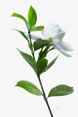 白色清新茶花花朵素材