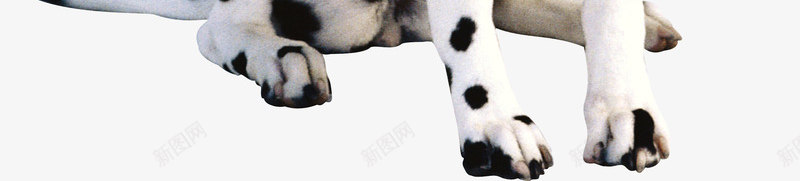 黑白斑点狗动物png免抠素材_新图网 https://ixintu.com 动物 斑点狗 犬类 黑白