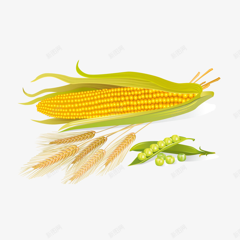杂粮食物png免抠素材_新图网 https://ixintu.com 杂粮食物免费下载 玉米稻草 素材 素材图片 豌豆