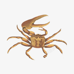 黄色毛蟹小螃蟹手绘画片高清图片