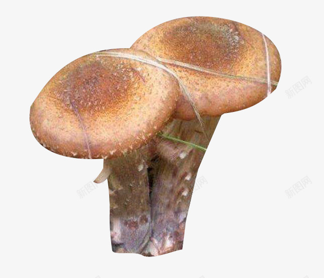食用菌榛蘑png免抠素材_新图网 https://ixintu.com 榛蘑 真菌 蘑菇 食物 食用菌