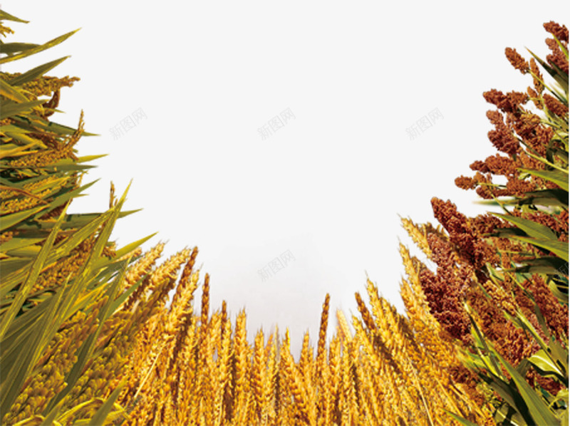 小麦农作物png免抠素材_新图网 https://ixintu.com 农作物 大麦 小麦 装饰 装饰图片 食物