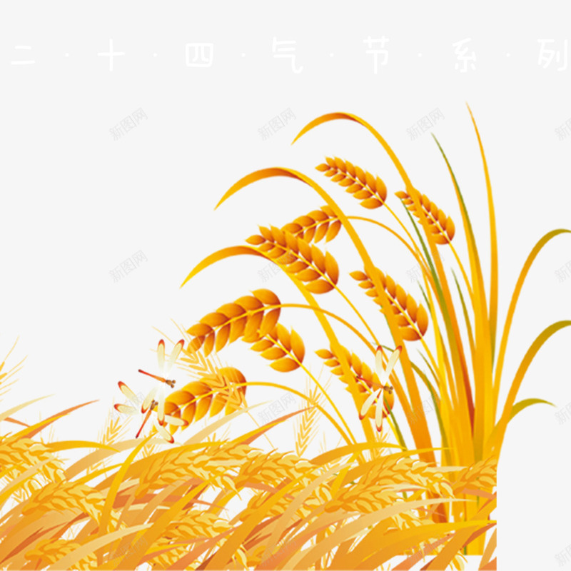 金色小麦小满装饰png免抠素材_新图网 https://ixintu.com 卡通粮食 小满装饰 小麦 背景装饰 金色麦子 麦子熟了