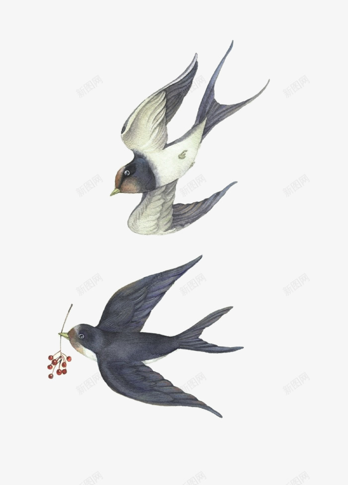 飞翔的燕子png免抠素材_新图网 https://ixintu.com png图形 png装饰 小鸟 手绘 燕子 装饰