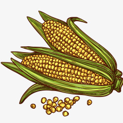 新鲜玉米包插画矢量图素材