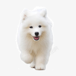 白色宠物狗素材