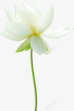 唯美花卉创意花卉白素材