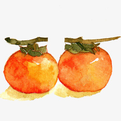 熟透的柿子柿子手绘画片高清图片