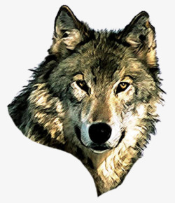 草原logo凶猛的狼头高清图片