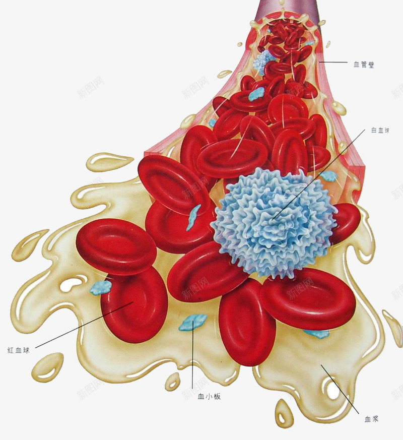 医学血液细胞图形png免抠素材_新图网 https://ixintu.com 医学细胞 图形 红细胞 红细胞血液插图 血液