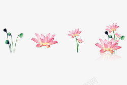 手绘莲子粉色的莲花高清图片