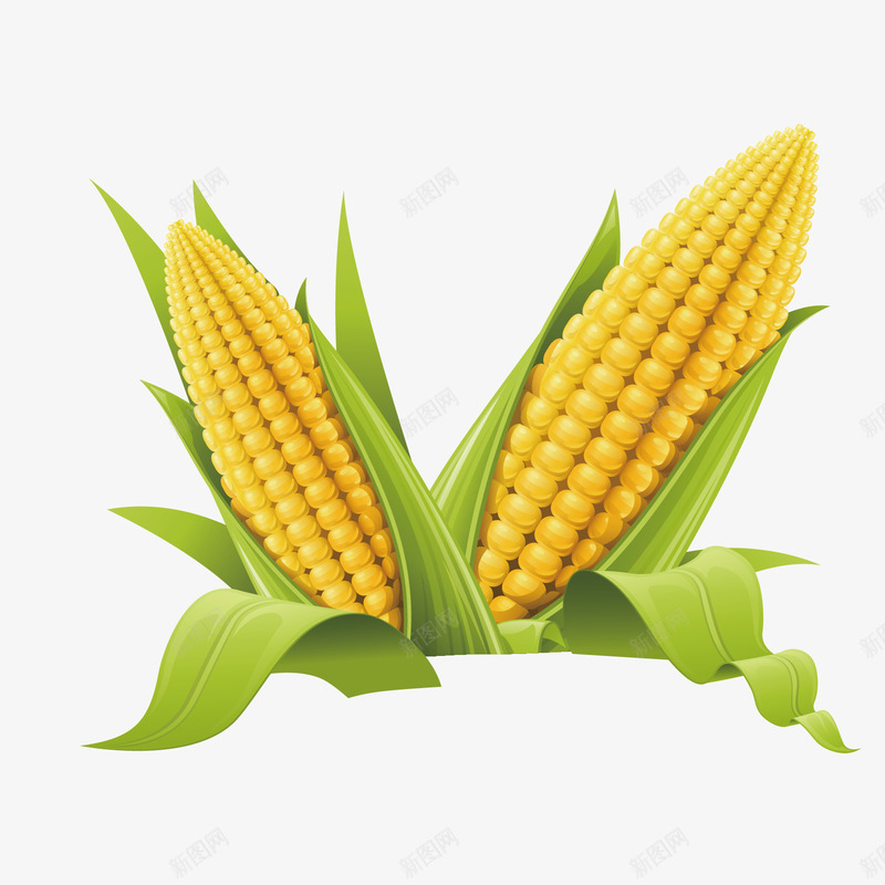 卡通清新玉米农作物png免抠素材_新图网 https://ixintu.com 农作物 卡通 清新 玉米