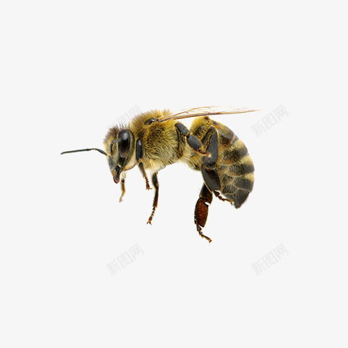 一只蜜蜂png免抠素材_新图网 https://ixintu.com png图形 png装饰 手绘 昆虫 蜜蜂 装饰